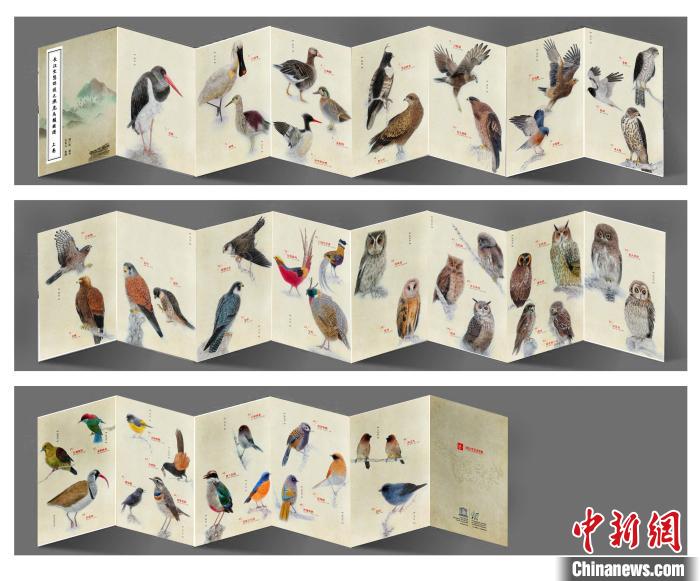 王东云绘制的长江流域濒危鸟类图解。　受访者供图