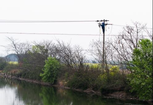 国网铜陵市义安区供电公司：加快实施跨鱼塘线路绝缘化改造 